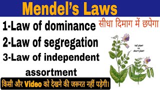 Mendels laws मेंडल का नियमMendels law of inheritanceMendel’s Laws of HeredityMendels laws [upl. by Yartnod]