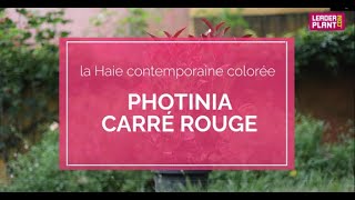 Photinia Carré Rouge  Le Best Seller des plantes de haie [upl. by Lyn]