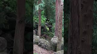 Beautiful Greenhouse with Tropical Gymnosperms and Ferns Shorts [upl. by Lane]