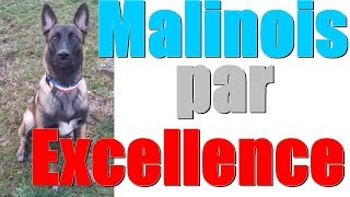 Malinois par excellence  Gun exécute des ordres uniques [upl. by Ecinev]