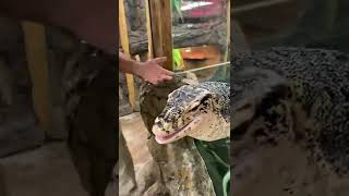 Giant Lizard Almost Jumps Out 😱🤣 [upl. by Ahsrats]