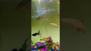 New fish tank fish fishtank aquascape viralvideo shortsvideo youtubeshort trending guppy [upl. by Norry]