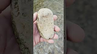 Nice Petoskey Stone Hexagonaria Coral Fossil petoskey hexagonaria coralfossil [upl. by Gherardi361]