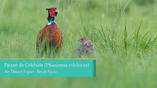 Faisan de Colchide Phasianus colchicus  Common Pheasant [upl. by Suoiradal]