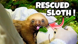 RESCUED BABY SLOTH  ABANDONED [upl. by Chader]