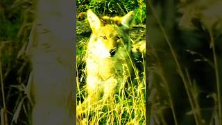 🔥The coyote prairie wolf American jackal🔥我家后院小山坡上来了野狼 coyote prairiewolf wolf dog shorts [upl. by Baptiste84]