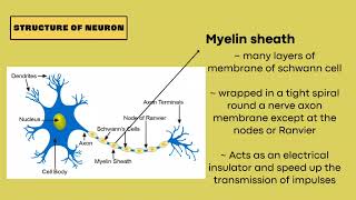 MATRICULATION BIOLOGY SB015 TOPIC 2  NERVE TISSUE [upl. by Pandora277]