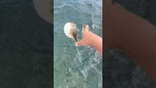 Puffer fish are dangerous😰 [upl. by Yrkcaz972]