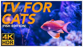 TV FOR CATS 📺  20 Hours of Underwater Fish Videos for Cats BIRD TV 4K [upl. by Kenzie]