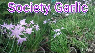 How to grow and care society Garlic lillyTulbaghia voilacea plant care [upl. by Ginder677]