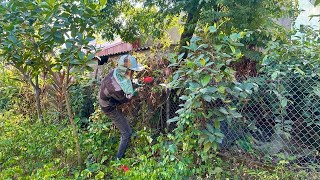 Cleaning cutting overgrown fences garden exotic cleaning techniques sawing large trees next house [upl. by Enogitna]