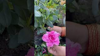 Best Winter Blooms to Brighten Up Your Garden short yt shortsvideo garden [upl. by Eelrebmik936]