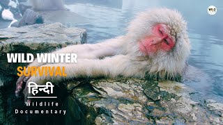 Wild Winter Survival  हिन्दी डॉक्यूमेंट्री  Wildlife documentary in Hindi [upl. by Palumbo]