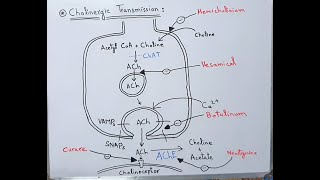 Cholinergic Transmission  Acetylcholine Neurotransmitter  Myasthenia Gravis  Neostigmine  ACh [upl. by Aicre932]