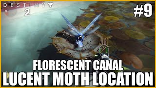 Lucent Moth Location  Florescent Canal Destiny 2 [upl. by Haonam174]