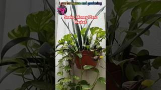 Snake Money Plant Basket new idea for balcony Green Indoor plants shorts garden trending short [upl. by Tala]