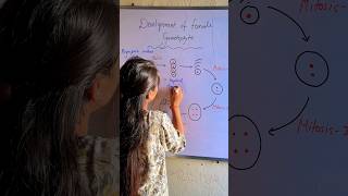 Development of female Gametophyte  Embryo sac embryos shorts biologybitesbylaxmi [upl. by Atterg837]