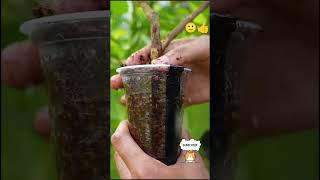 Mini gova plante using coco peat tamilsong [upl. by Deeann]