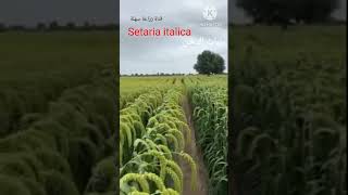 نبات الدخن Setaria italica [upl. by Nakre]