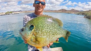 An ALMOST 4 POUND BLUEGILL UNREAL [upl. by Uhile]