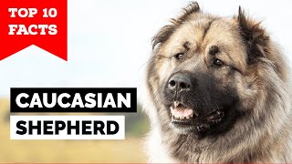 Caucasian Shepherd Dog  Top 10 Facts [upl. by Sass]