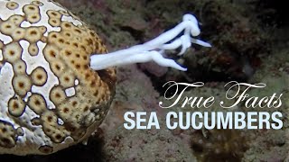 True Facts Sea Cucumbers [upl. by Varuag713]