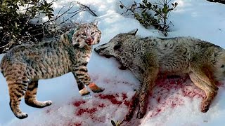 Coyote Attack’s “THE WRONG CAT ‘’ And Regret Straight After  Coyote Vs Bobcat [upl. by Deirdra701]