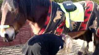 Ardennes Belgian draft horse [upl. by Gerhard760]