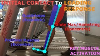 THE PHASES OF WALKING GAIT CYCLE BREAKDOWN [upl. by Admama]