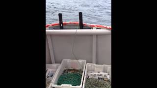 Linefiske  Longline FreetimeFishing  Recreational [upl. by Melton827]