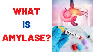 What is Amylase Blood Test Uses Normal Range [upl. by Andaira]