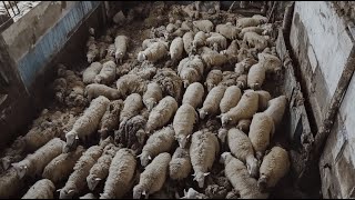 Sheep Raising and Processing How Farmers Produce Sheep Meat and Wool From Farm to Mill [upl. by Trotta303]