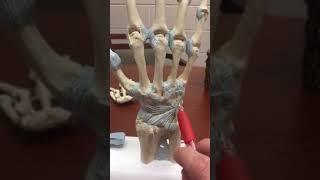 Wrist and Hand Ligaments [upl. by Klemens]