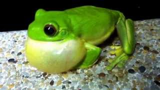 Orange Eyed Green Tree Frog Amazing Abs workout Springbrook QLD [upl. by Pantia62]