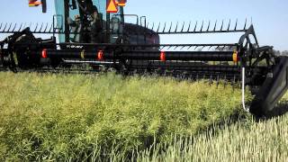 MacDon M150 swather in canola [upl. by Saunderson478]