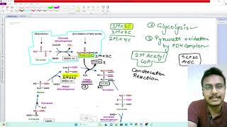 Krebs Cycle TCA Cycle In Hindi Bsc Msc Krebs TCA Cycle In Hindi Bsc Msc NEET UG NTA 2024 [upl. by Annaihr]