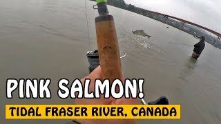 2021 Tidal Fraser River Pink Salmon Fishing Opening  Fishing with Rod [upl. by Ahsekel]