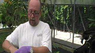 The Orchid Doctor  How to Mount an Orchid Part 1  orchidmania south florida [upl. by Eikciv]