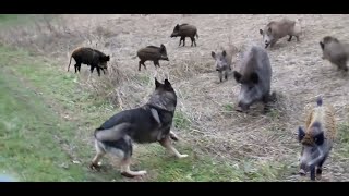 German shepherd vs wild pigs you wont believe the winner [upl. by Aranat]