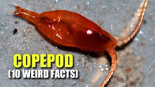 Copepods 🦀 10 FACTS You NEVER KNEW [upl. by Merwyn]