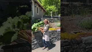 Gardening Quick Tip 9 The Secret To Supercharging Your New Rhubarb 👨‍🌾 [upl. by Werra]