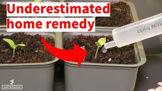 Underestimated Home Remedy  Natural Fertilizer for Strong Growth of Your Seedlings [upl. by Dayir374]