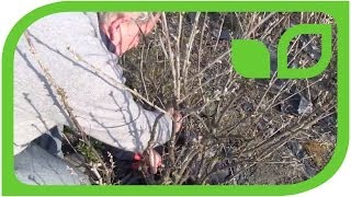 How to prune a red or white currant bush [upl. by Doralin]