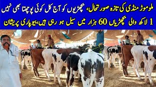 Malumor Mandi Jhang Update  Holstein amp Australian Friesian Cows  Sahiwal Cross amp Cow Babies [upl. by Jahn]