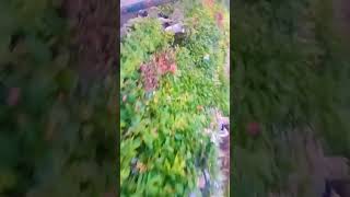 161124 laybaafroz love travel ytshortsvideo naturelovers song dilse [upl. by Ilowell407]