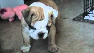 Maris English Bulldog Girl Puppies 10 weeks old [upl. by Yttocs762]