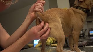 How to exrtact an anal gland on a dog [upl. by Ayoj]