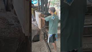 Kayu Trembesi rawan retak wood sawmill [upl. by Ardnuaet646]