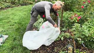 Gardeners Almanac Removing Rose Rosette Disease Infected Plants [upl. by Reivilo]