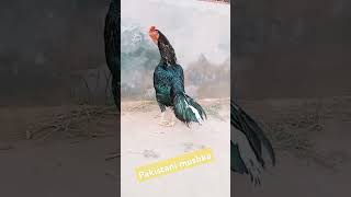 Pakistani kala mushka breed shamo aseelmurga chicken aseel viralvideos shorts newsongpunjabi [upl. by Llenel]